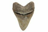 Serrated, Fossil Megalodon Tooth - North Carolina #219958-2